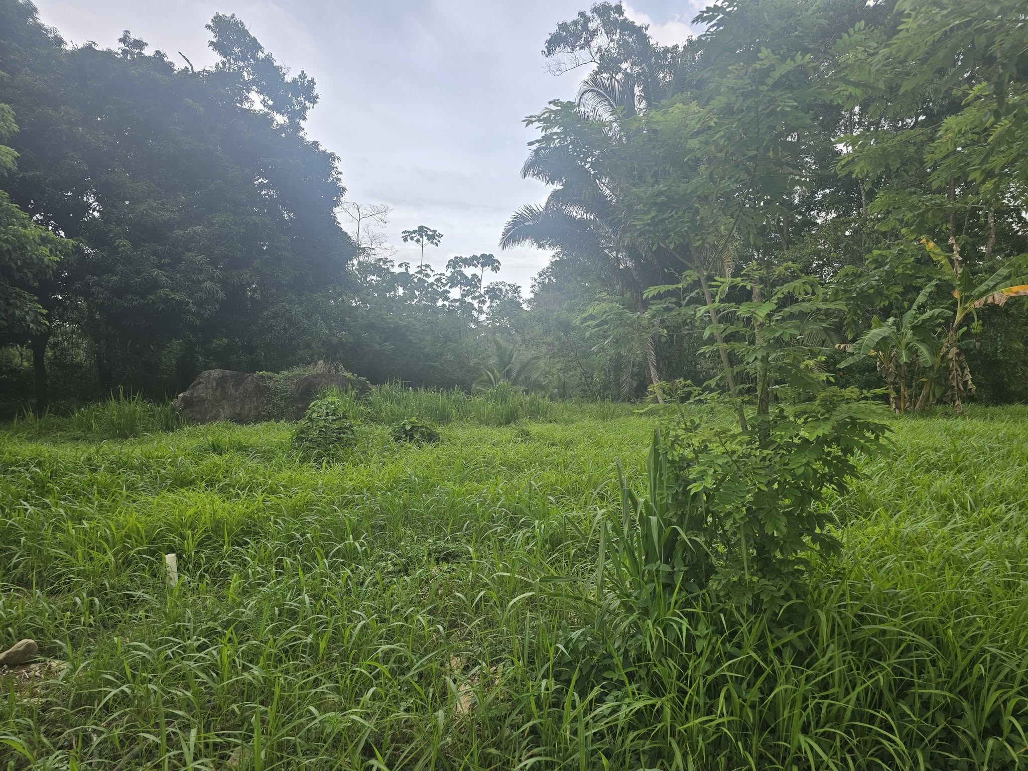 2 MANZANAS Y MEDIA DE TERRENO EN VENTA EN EL PINO EL PORVENIR ATLANTIDA HONDURAS - Imagen ampliada 2