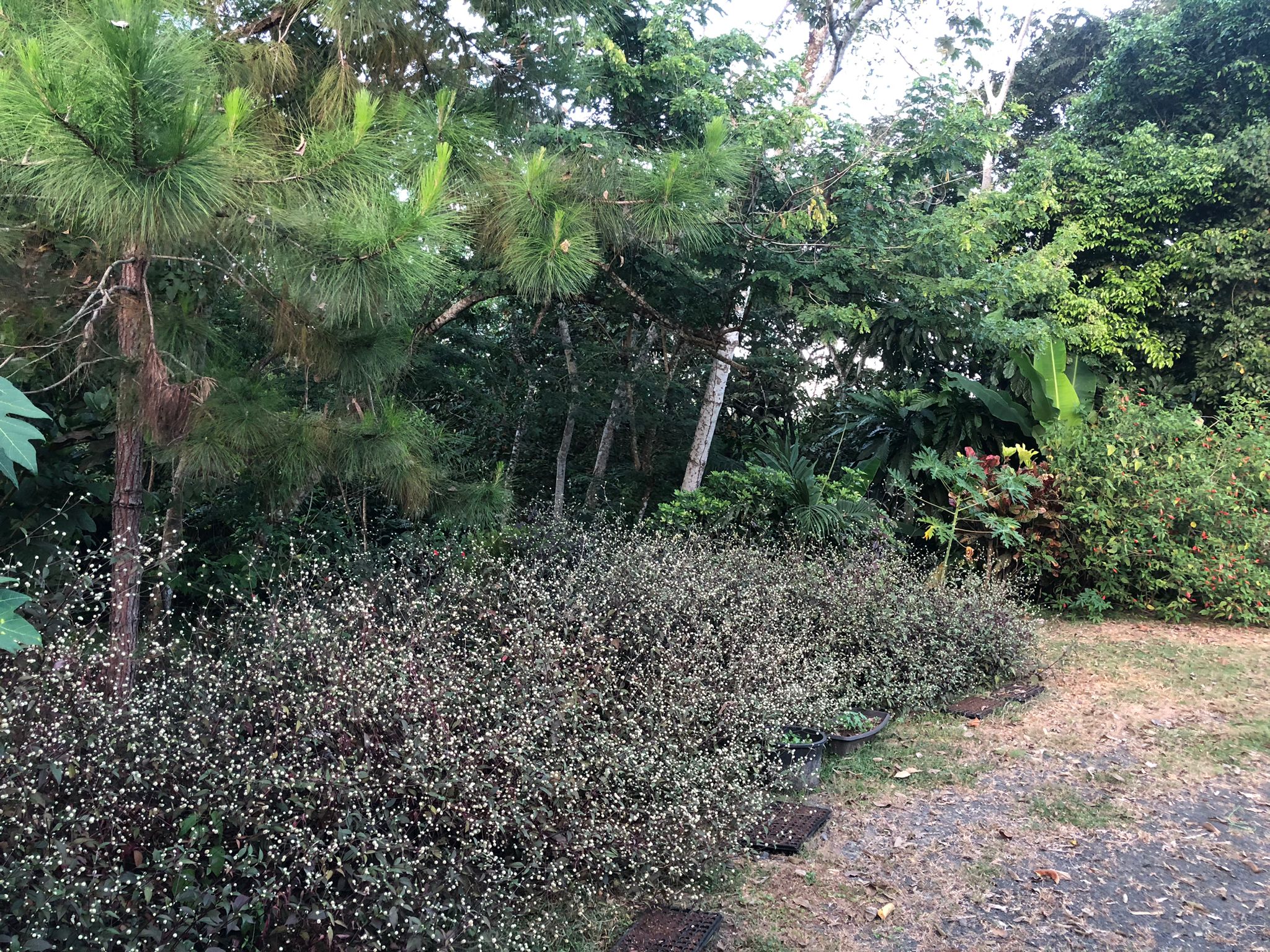 Oportunidad única de inversión Finca de 30000 m2 en Arado Río Congo La Chorrera - Imagen ampliada 13
