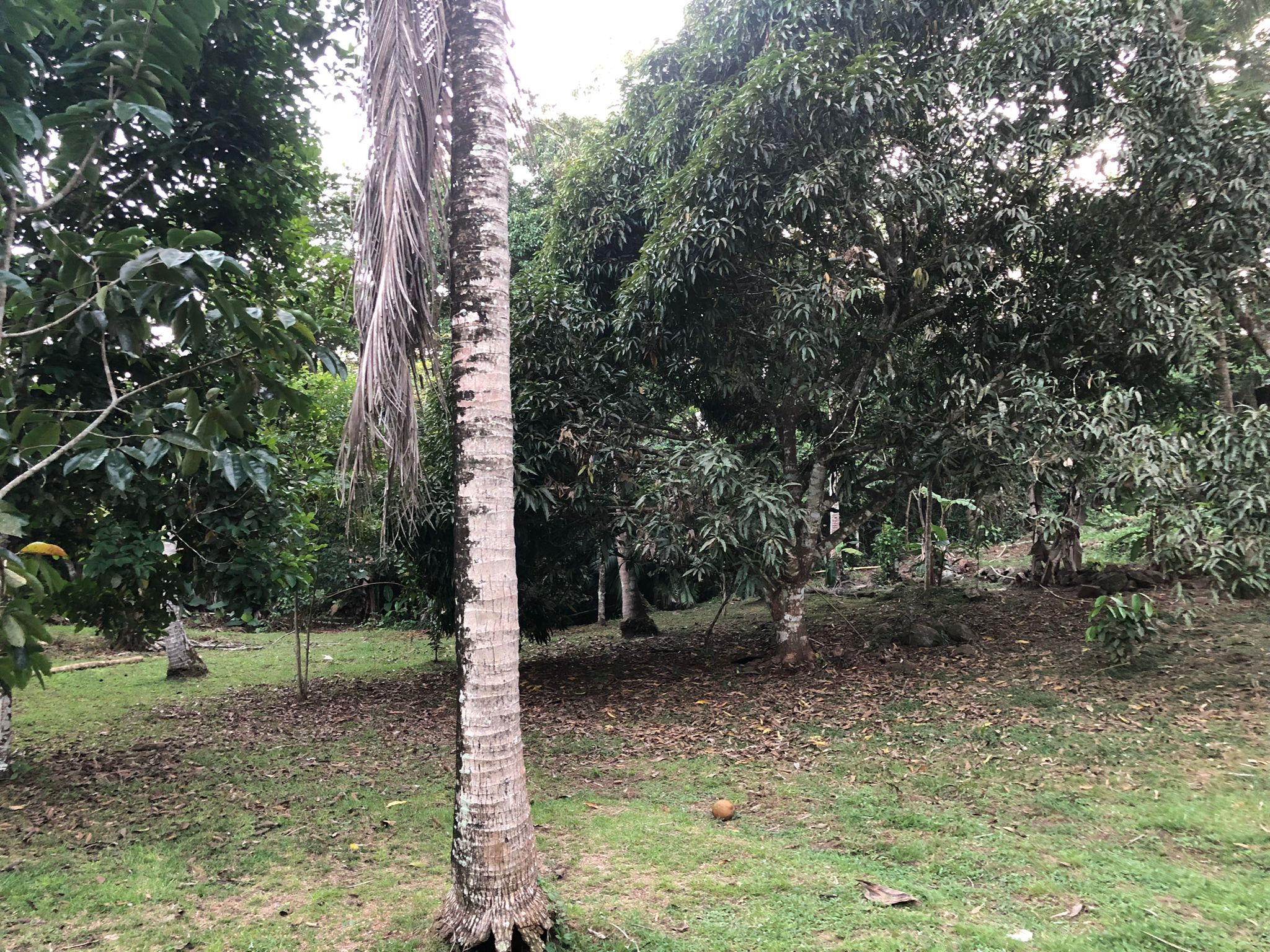 Oportunidad única de inversión Finca de 30000 m2 en Arado Río Congo La Chorrera - Imagen ampliada 6