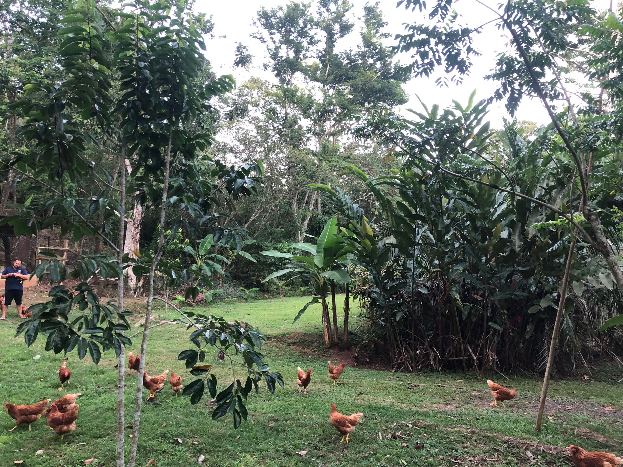 Oportunidad única de inversión Finca de 30000 m2 en Arado Río Congo La Chorrera - Imagen ampliada 7