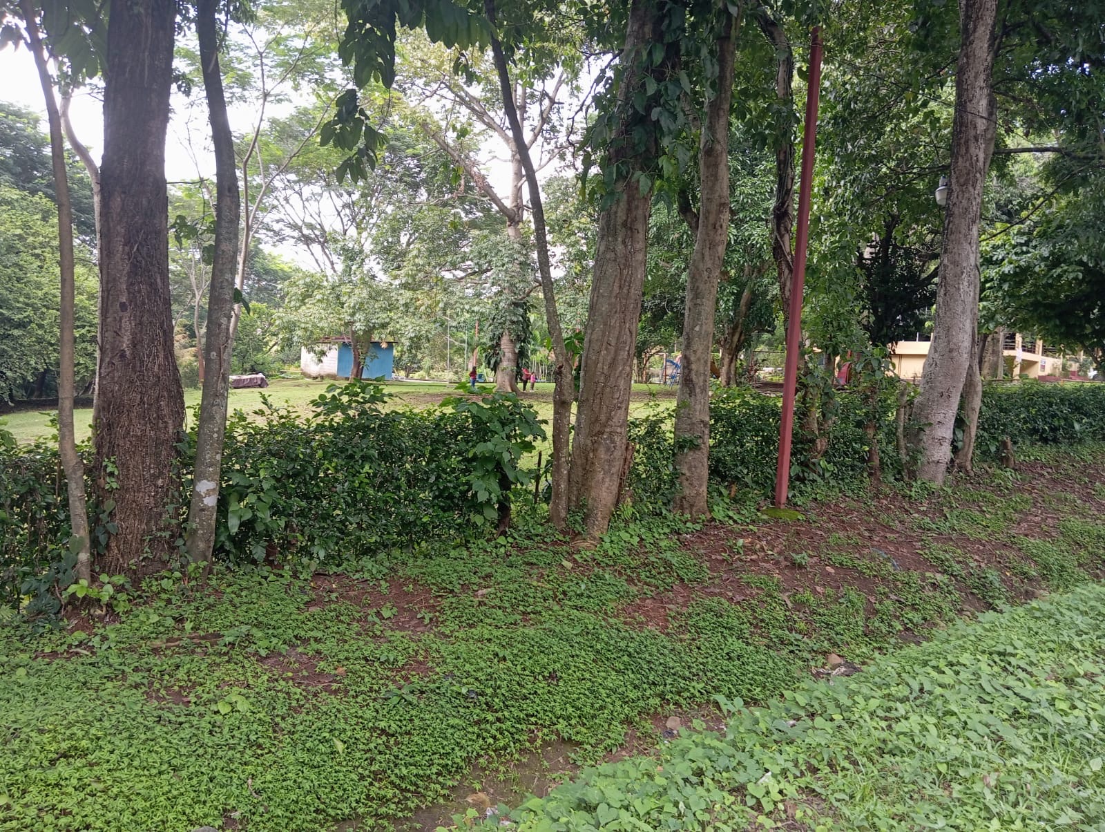 Terreno en Venta 62 cuerdas - Imagen ampliada 4